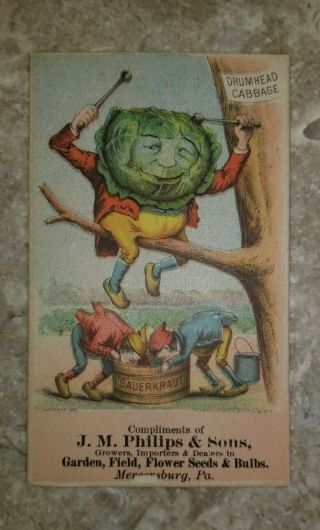 Rare Drumhead Cabbage Trade Card J M Philips & Sons Seeds Mercersburg Pa