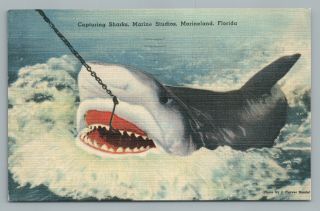 Great White Shark Fishing—marineland Florida Rare Vintage Linen Postcard 