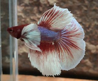 Premium Rare Live Betta Fish : Male Hm Dumbo Lavender (bit010) : Bo 1.  5 "