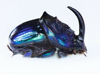 Insect - Phanaeus - Sp.  Guerrero Mexico Ultra Rare Xxl Blue Color Form Mx - 2905