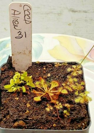 Rare Carnivorous Venus Flytrap Plant " Alien " 31