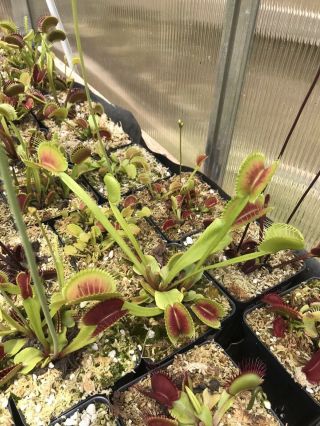 Dionaea Muscipula B52 X Giant Form Carnivorous Pitcher Plant Venus Flytrap Rare