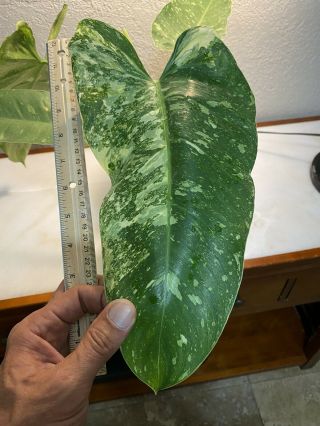 Philodendron Jose Buono Rare Variegated Aroid Plant