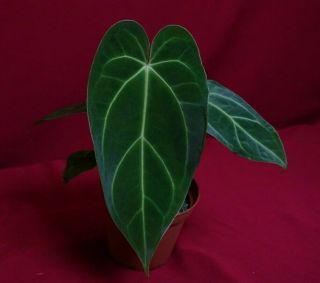 Anthurium Magnificum Rare Velvet Aroid Plant