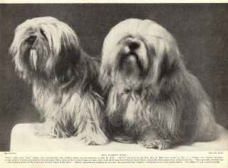 1930s Antique Lhasa Apso Dog Print Satru And Sona Golden Lhasa Apso Dogs 3696 - E