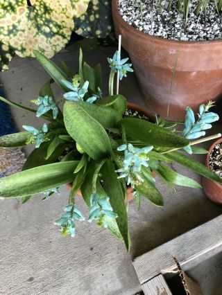 Extremely Rare Lachenalia Viridiflora - Turquoise Cape Hyacinth - 5 Bulbs