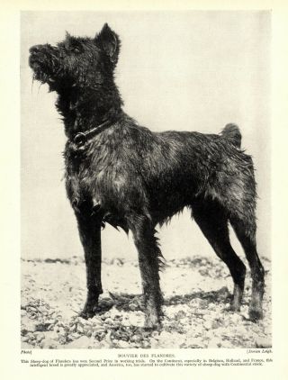 1930s Antique Bouvier Des Flandres Dog Print Sheepdog Of Flanders Print 3729 A