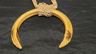 Authentic Papua Guinea Necklace,  Warthog Tusk,  With Handwoven Collar