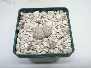 Lithops gracilidelineata waldroniae rare succulent plant not cactus living stone 2
