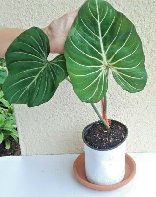 Lg Rare Philodendron Gloriosum Velvet Aroid Plant 6 " Pot