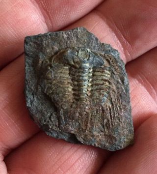 Very Rare Fossil Trilobite Kettneraspis (leonaspis) Bolivia Silurian