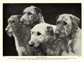 1930s Antique Irish Wolfhound Dog Print Champion Wolfhound Dogs 3761a