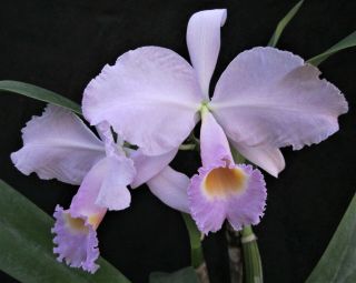 Rare Cattleya Orchids - C Trianaei Concolor 