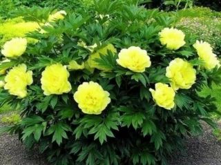 Plant Bonsai Stunning Impressive Yellow Rare Peony Root Perennial Flowers Garden