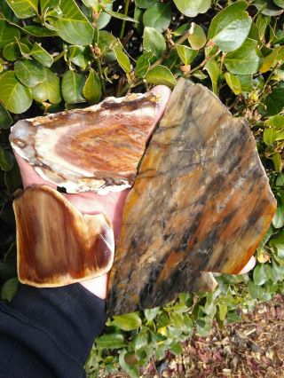 Three (3) Rare Petrified Wood Slabs Agate Central Oregon Pink Rings 1lb 0.  3oz