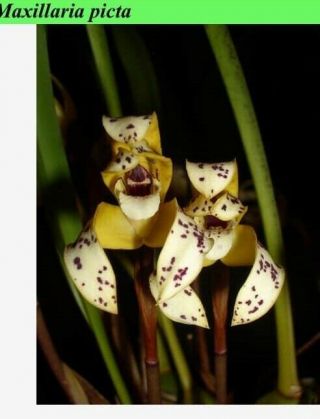 Maxillaria Picta Fragrant Rare Orchid Species
