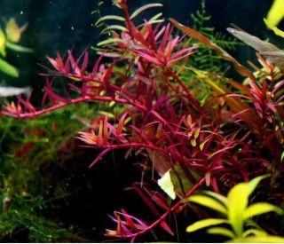 3 Stems Rotala Blood Red Live Aquarium Plants S/h Rare