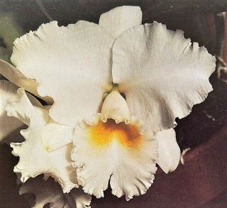 Rare Cattleya Orchids - C Bob Betts 