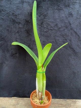 Rare Cattleya Orchids - C Bob Betts ' Wilbur Davis ' HCC/AOS ORIG DIV IN SHEATH 2