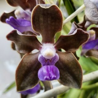 Orchid - Vanda - Tessellata " Am Orchids " Am/aos - Rarely Offered