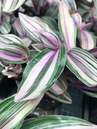 Tradescantia Cerinthoides “ Pink Furry “ Ultra Rare Variegated Wandering Jew