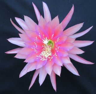 Epiphyllum ' Crystal Flash ' Rooted Cutting - Rare Orchid Cactus 2