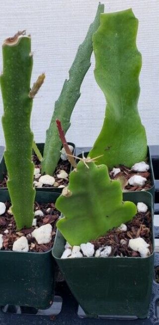 Epiphyllum ' Crystal Flash ' Rooted Cutting - Rare Orchid Cactus 3