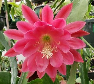 Epiphyllum ' Meadow Rose ' Rooted Cutting - Rare Orchid Cactus 2