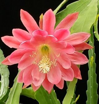 Epiphyllum ' Meadow Rose ' Rooted Cutting - Rare Orchid Cactus 3