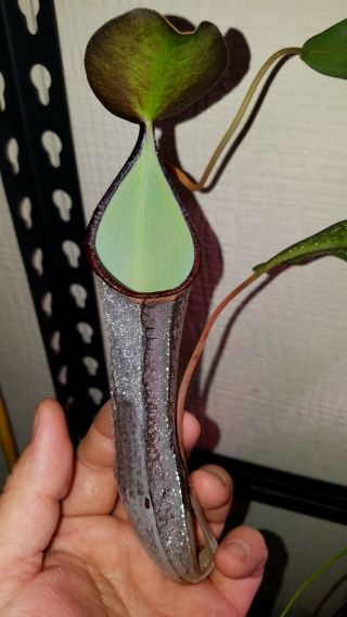 Nepenthes Ramispina - Carnivorous Pitcher Plant - Rooted Cutting