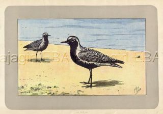 Bird Pacific Golden Plover,  Rare Antique 100 - Year - Old French Bird Print - -