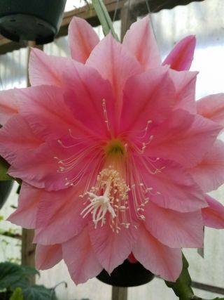 Epiphyllum ' Whatta Dream ' - Rare Orchid Cactus - Blooms 2