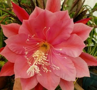 Epiphyllum ' Whatta Dream ' - Rare Orchid Cactus - Blooms 3