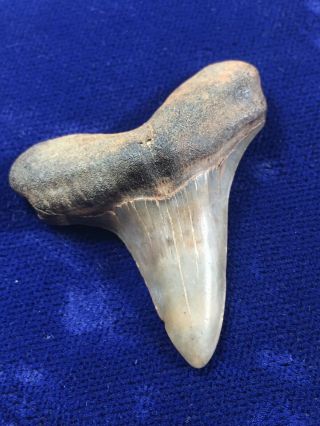 Rare Cretoxyrhina Mantelli Fossil Cretaceous Ginsu Shark Ms