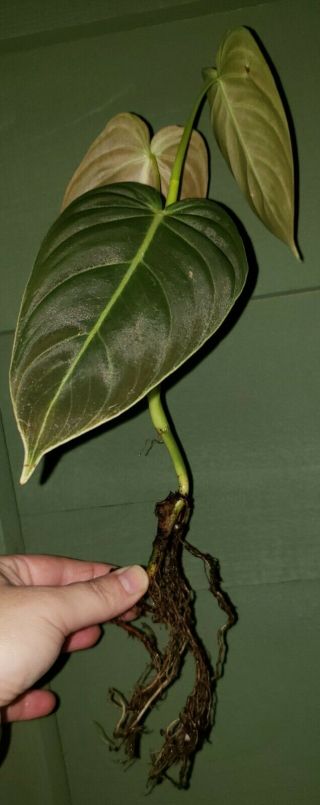 Philodendron Melanochrysum Rare Aroid ‘black Gold’ Velvet Leaves