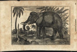 1837 Antique Woodcut Print - Full Page Elephant Illustration
