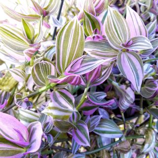 Tradescantia Fluminensis Lilac - Wandering Jew Lilac - Rare House Plant