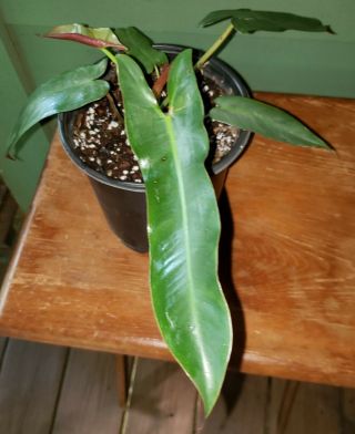 Philodendron Atabapoense Rare Aroid Ships Priority Bare Root