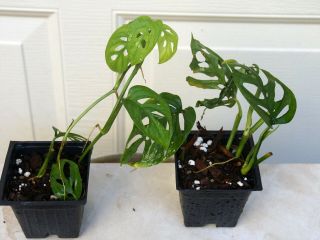 Monstera Friedrichsthalii Two Swiss Cheese Plants.  Rooted In One 4” Pot.