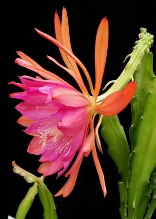 Epiphyllum ' Norwood ' - Rare Orchid Cactus - Easy to Grow 2