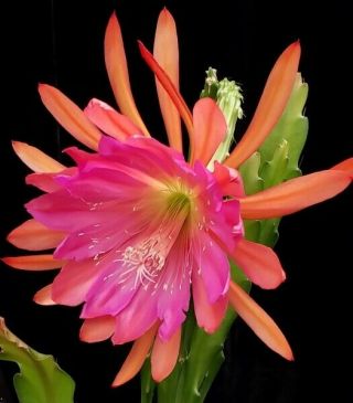 Epiphyllum ' Norwood ' - Rare Orchid Cactus - Easy to Grow 3