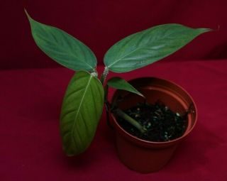 Philodendron Genevievianum Rare Aroid Monstera Terrarium Plant