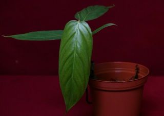 Philodendron Genevievianum Rare Aroid Monstera Terrarium Plant 2