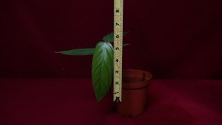 Philodendron Genevievianum Rare Aroid Monstera Terrarium Plant 3