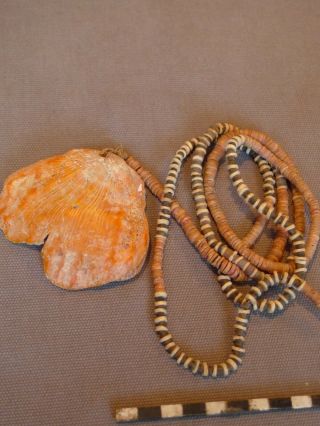 Old Salomons Ilds Shell - Money; Rare Shell (guinea,  Sepik,  Polynesia,  Korwar)