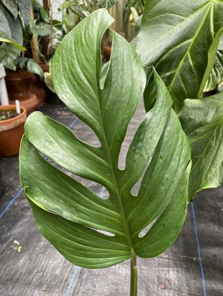 Monstera Pinnatipartita Large Rarely Offered Philodendron