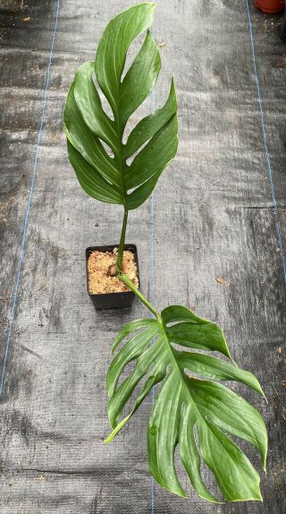 Monstera Pinnatipartita LARGE Rarely Offered Philodendron 2