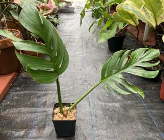 Monstera Pinnatipartita LARGE Rarely Offered Philodendron 3