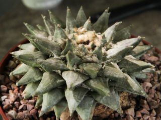 Ariocarpus Furfuraceus F.  " Wrinkle " Retusus Old Cactus Specimen Rare