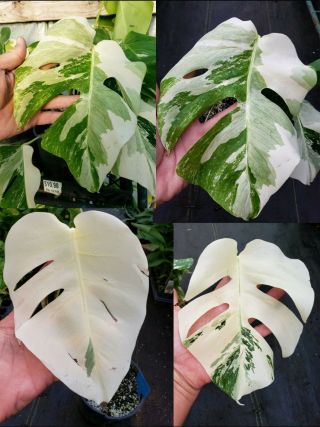 Variegated Monstera (borsigiana) Albo Rare Aroid Philodendron Stem Cutting 104